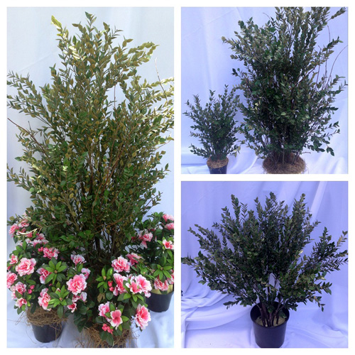 Oregonia Shrub 50 inch - Themed Rentals - artificial shrubs for rent